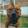 Bozal