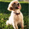 Canino