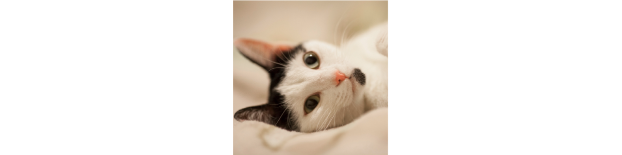 Felino