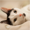 Felino