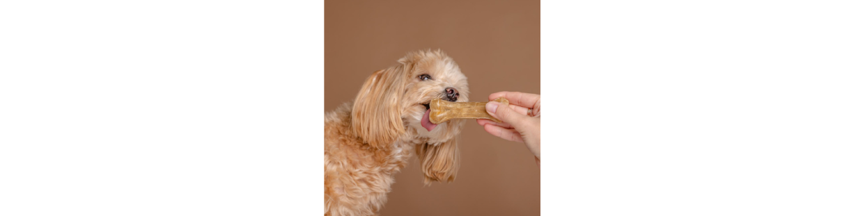 Snack Canino