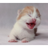 Gatitos