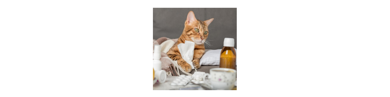 Analgesico