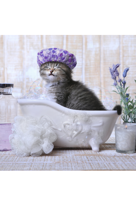 Baño y Peluquería Gato + Shampoo