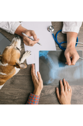 Consulta Médica Veterinaria