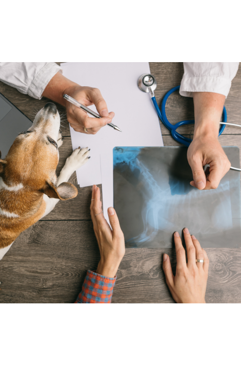 Consulta Médica Veterinaria