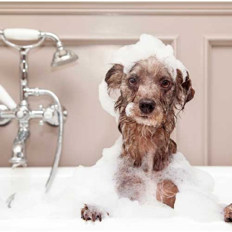 Baño y peluquería perro