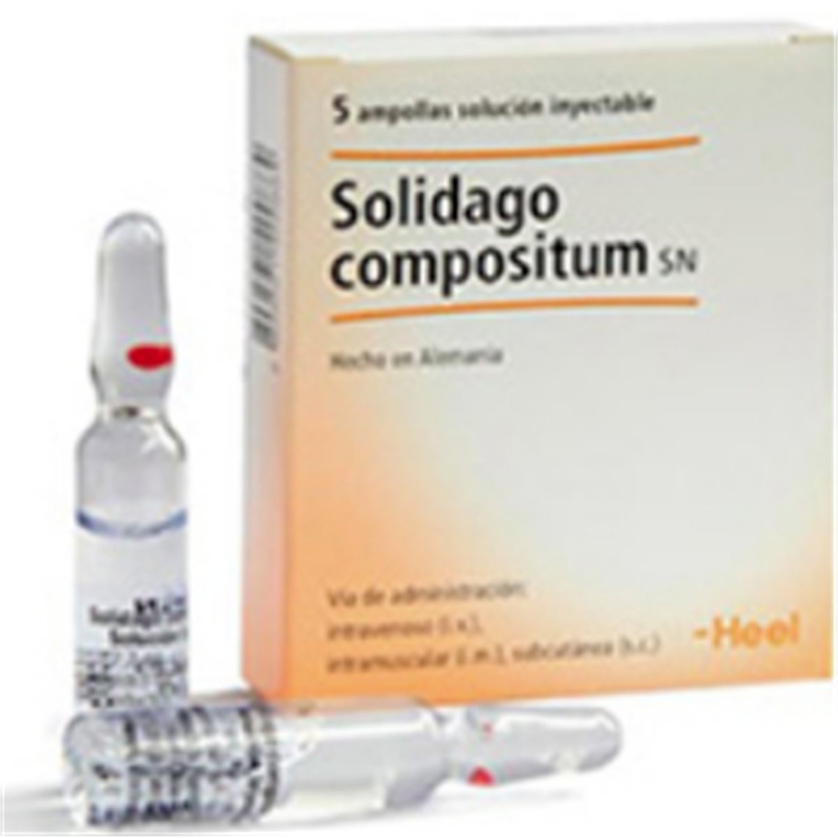 SOLIDAGO *AMPOLLA