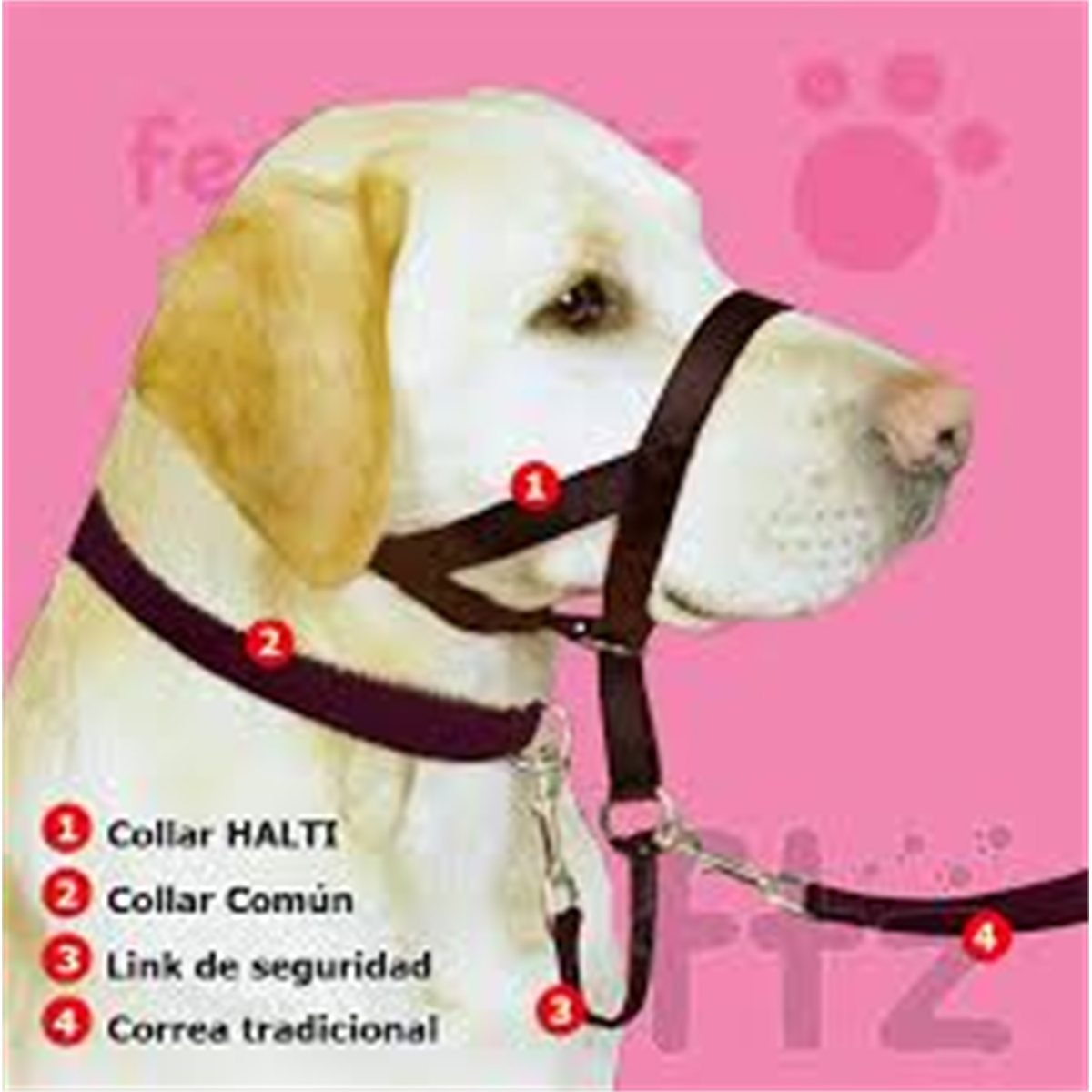 COLLARES HALTY CANES CLUB