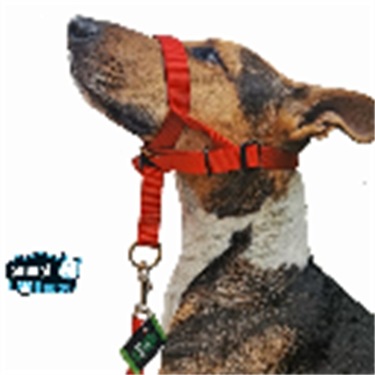 COLLAR HALTY M