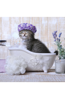 Baño y Peluquería Gato + Shampoo