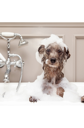 Baño y Peluquería Perro + Shampoo
